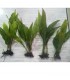 Java Fern trident plant 4 pcs
