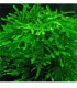 Java moss