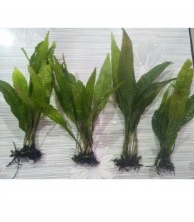 Java Fern plant 4 pcs